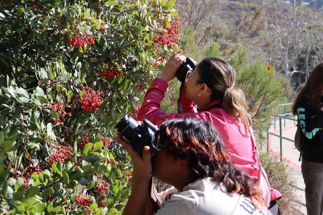 Two program participants use DSLR cameras to photograph toyon (green shrub with red berries) up close.